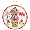 Mini Beck’s Round Traditional Tidings Amarilis